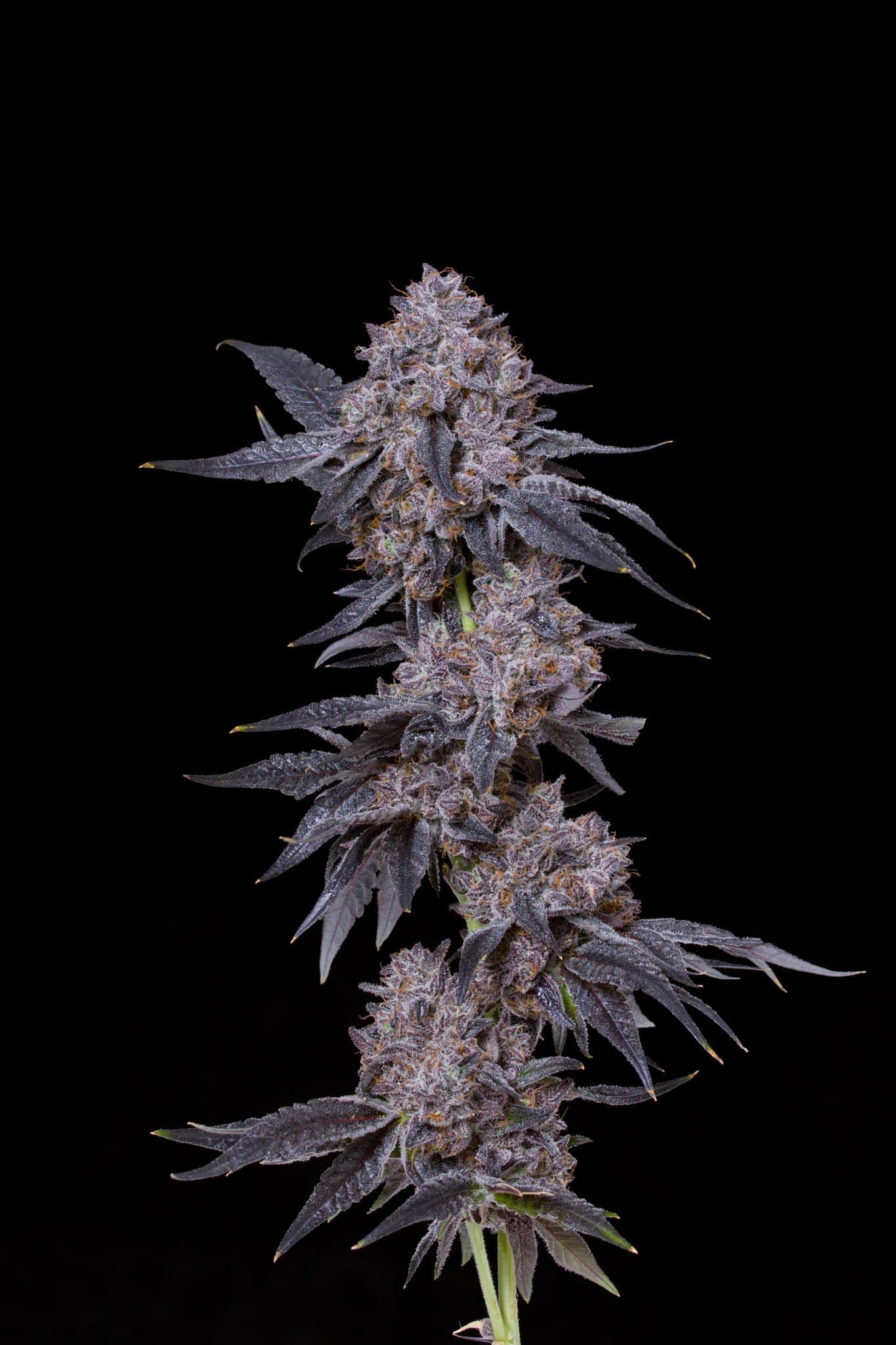 Studio-style image of a purple cannabis branch with multiple frosted buds against a black background