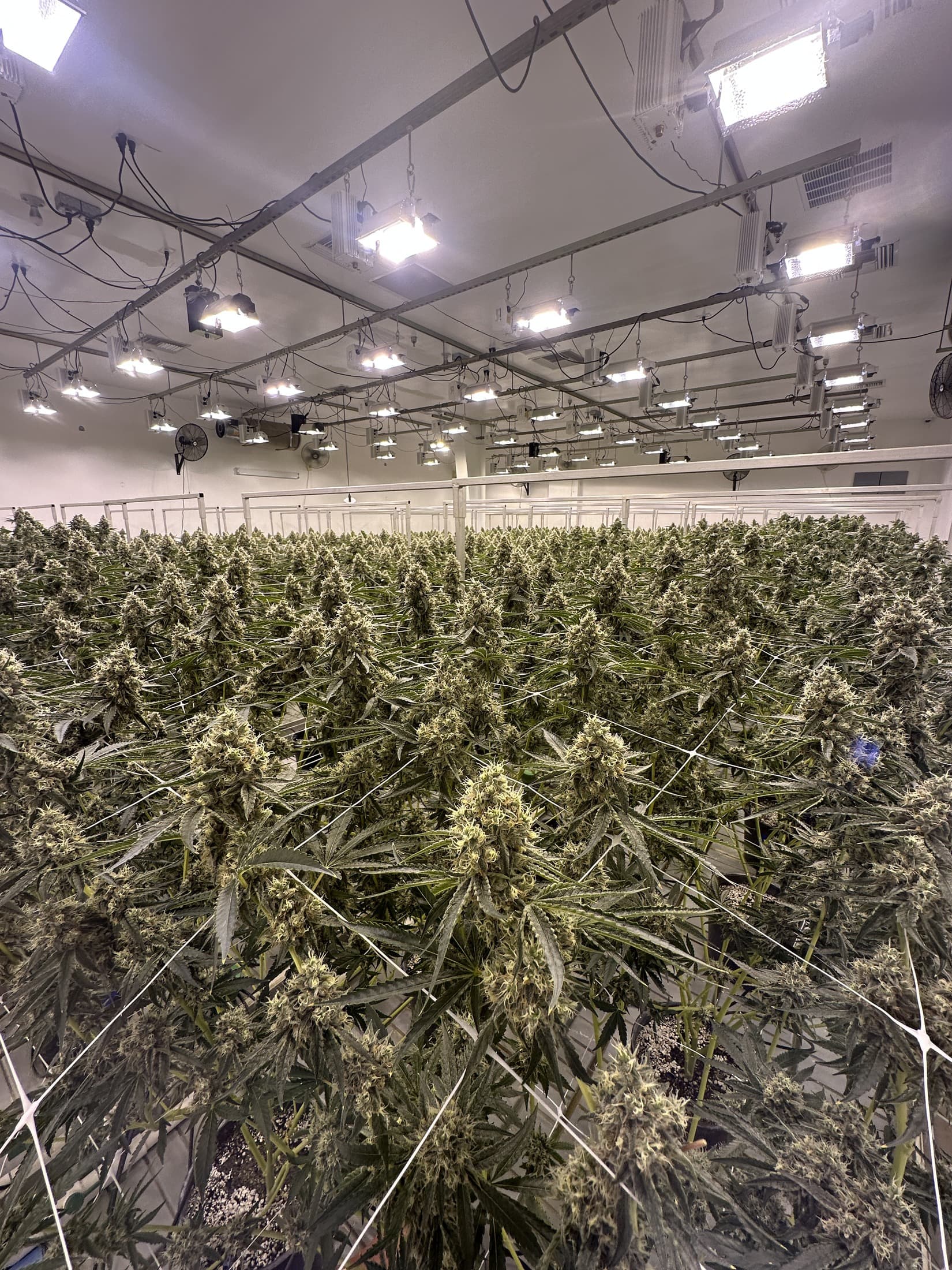 Wide view of a mature indoor cannabis flowering room with dense canopy under overhead grow lights