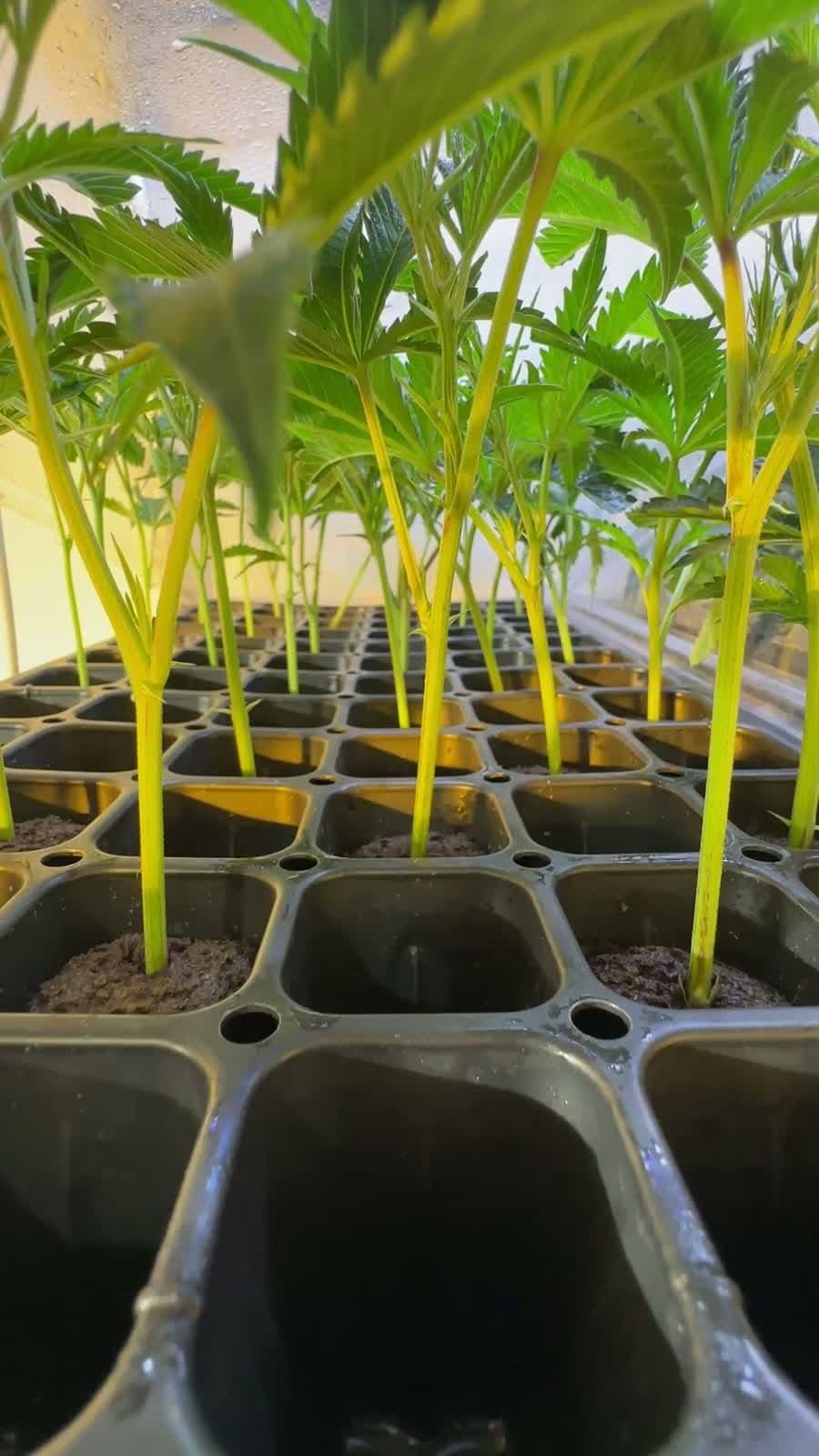 Low-angle view of young cannabis clones in a tray under bright indoor grow lighting