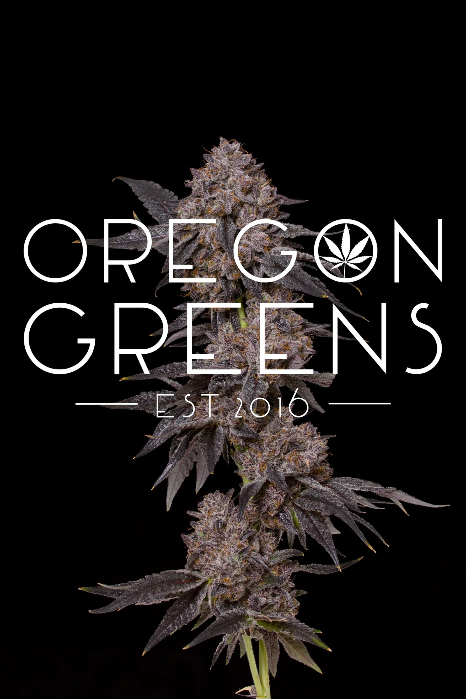 Oregon Greens 'EST 2016' wordmark over a single purple cannabis cola on a black background
