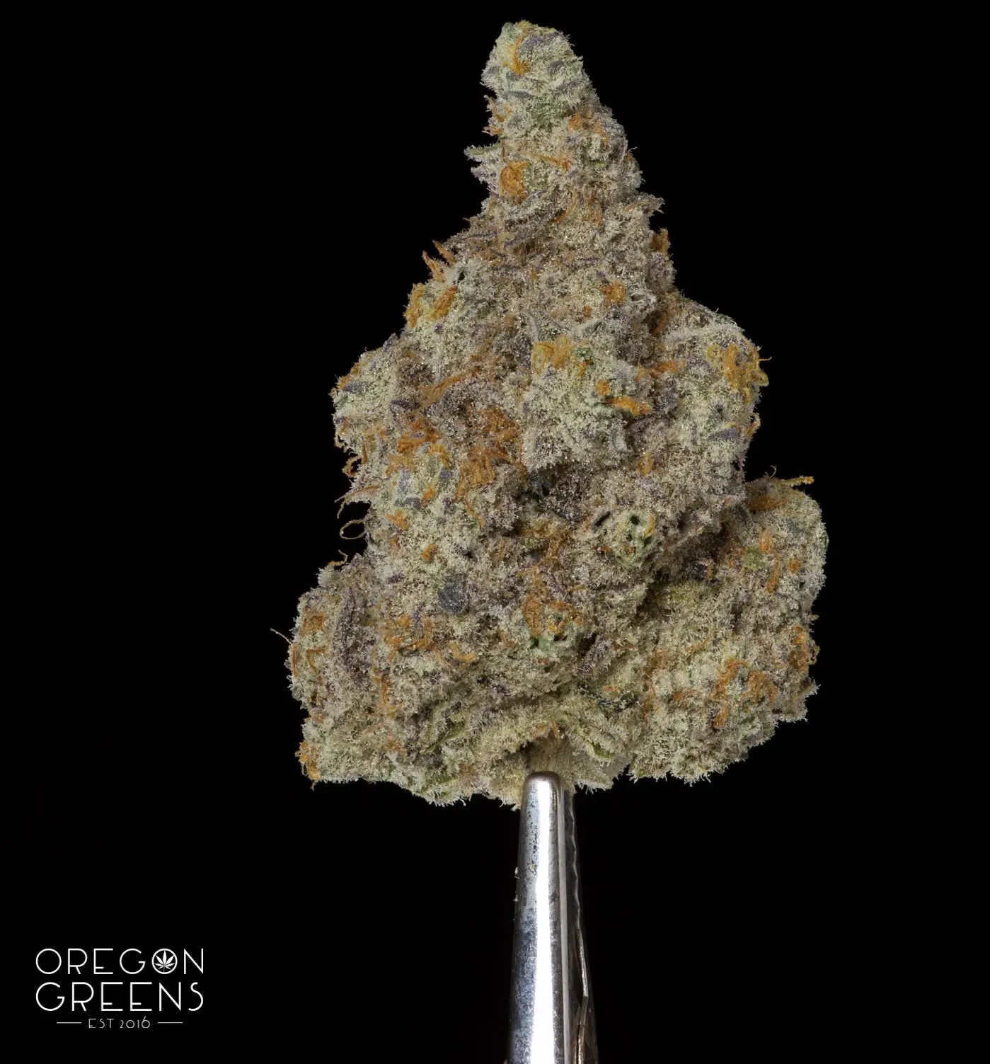 Branded macro of a single frosted Oregon Greens cola held on tweezers against a black background with the Oregon Greens EST 2016 logo
