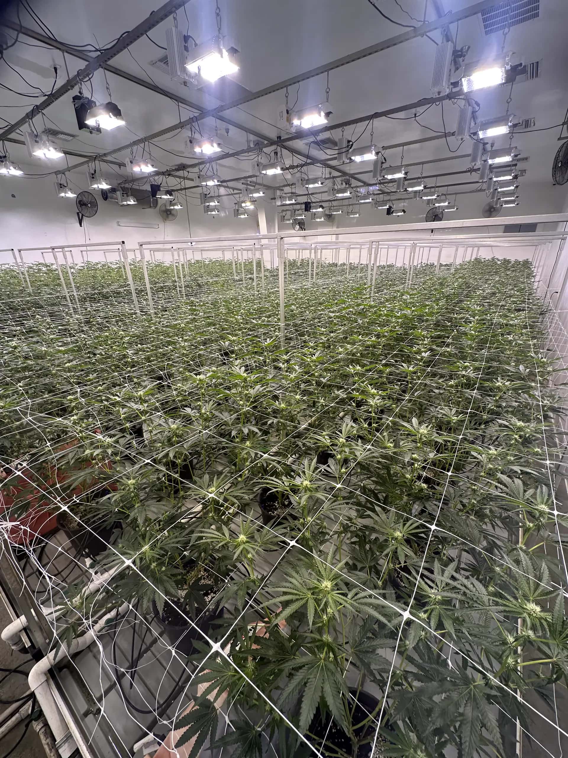Wide view of a mature indoor cannabis flowering room at Oregon Greens with dense canopy and overhead grow lights