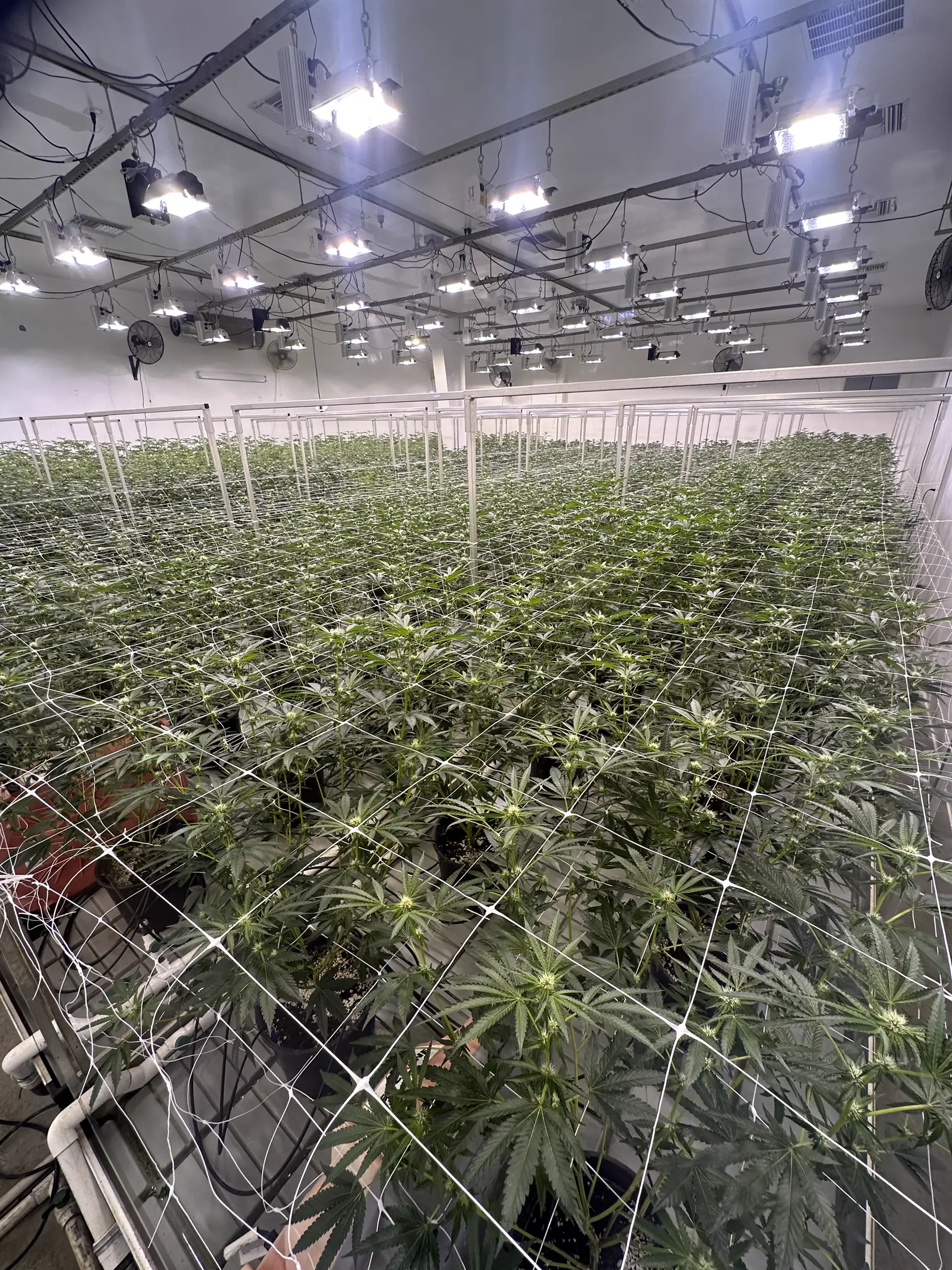 Wide view of a mature indoor cannabis flowering room at Oregon Greens with dense canopy and overhead grow lights