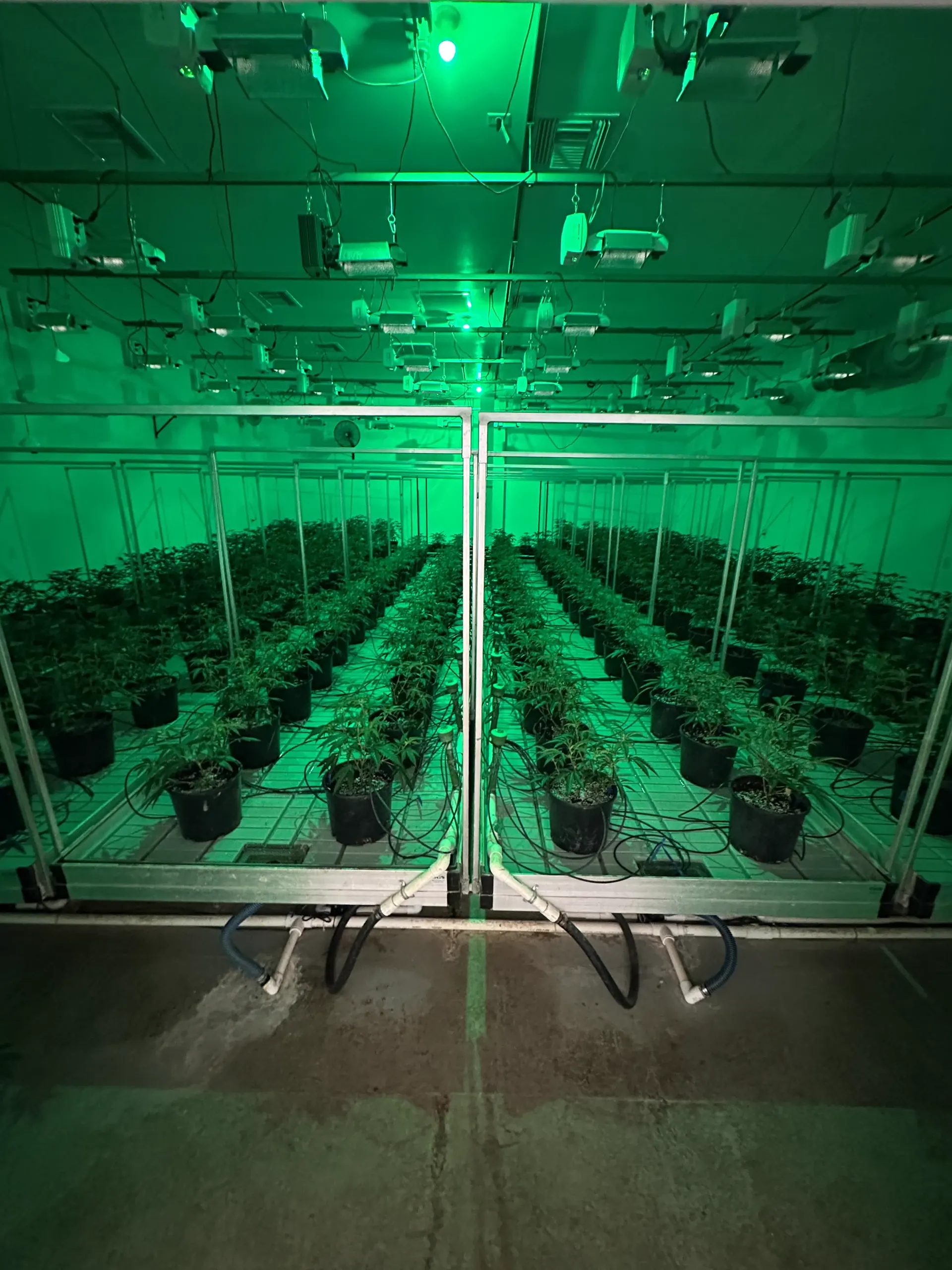 Oregon Greens flower room under green-spectrum night lighting with rows of trellised plants