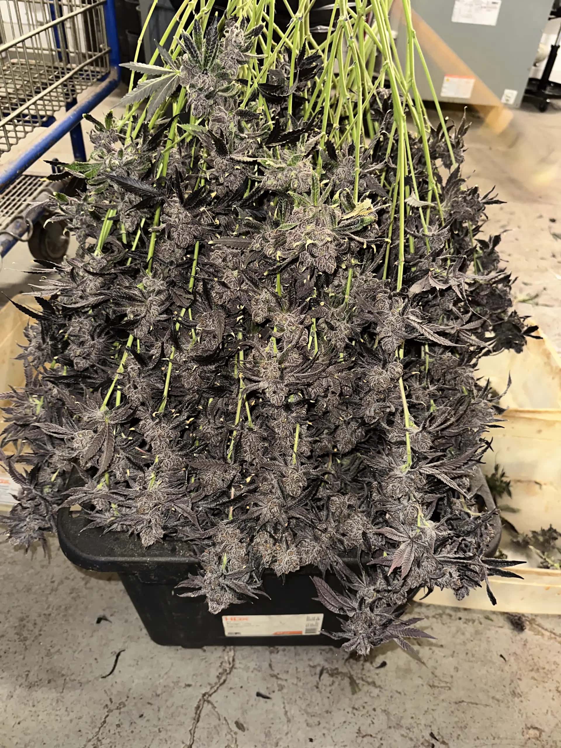 Black harvest tray packed with purple Oregon Greens colas freshly cut from the flower room