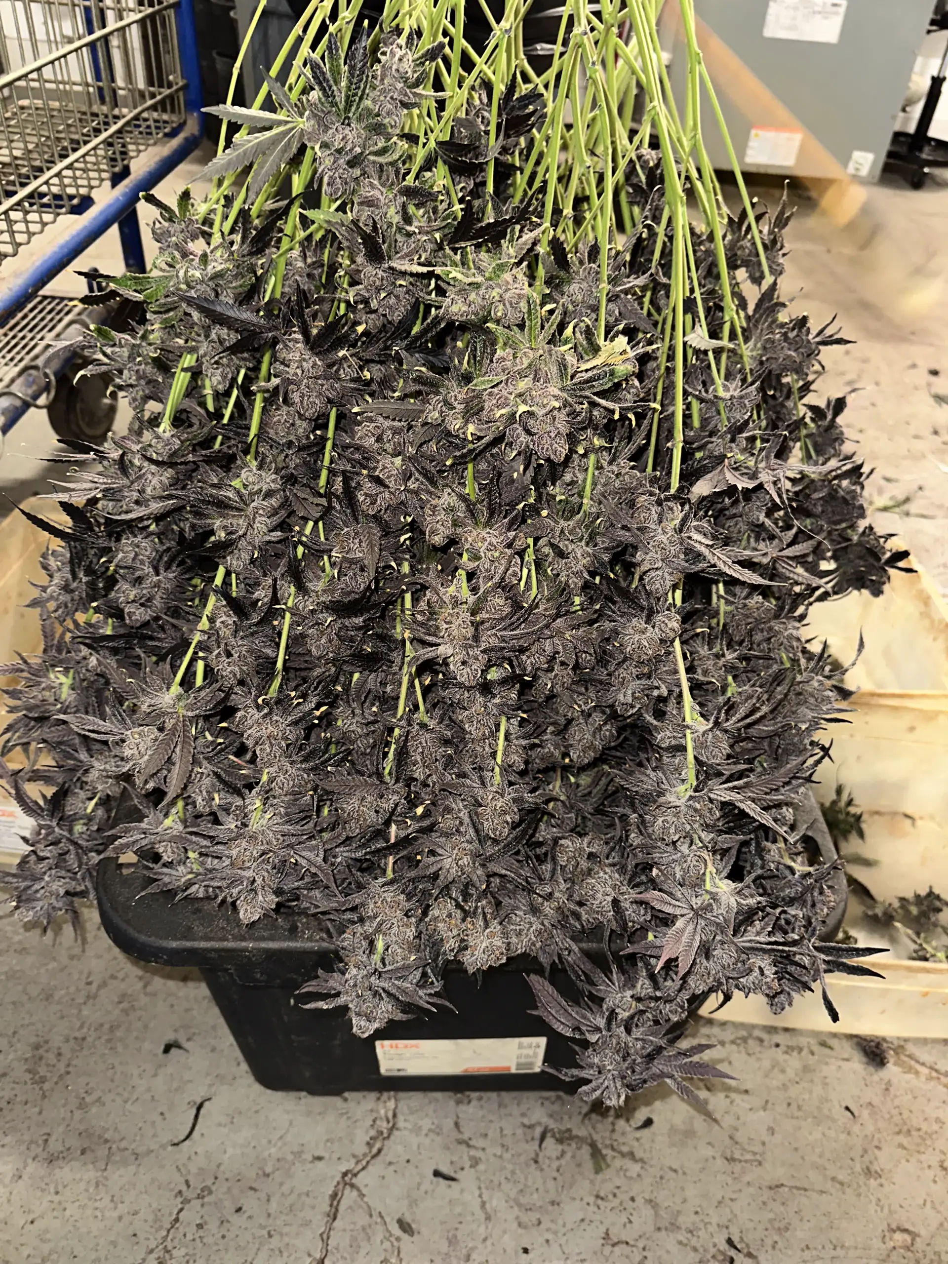 Black harvest tray packed with purple Oregon Greens colas freshly cut from the flower room