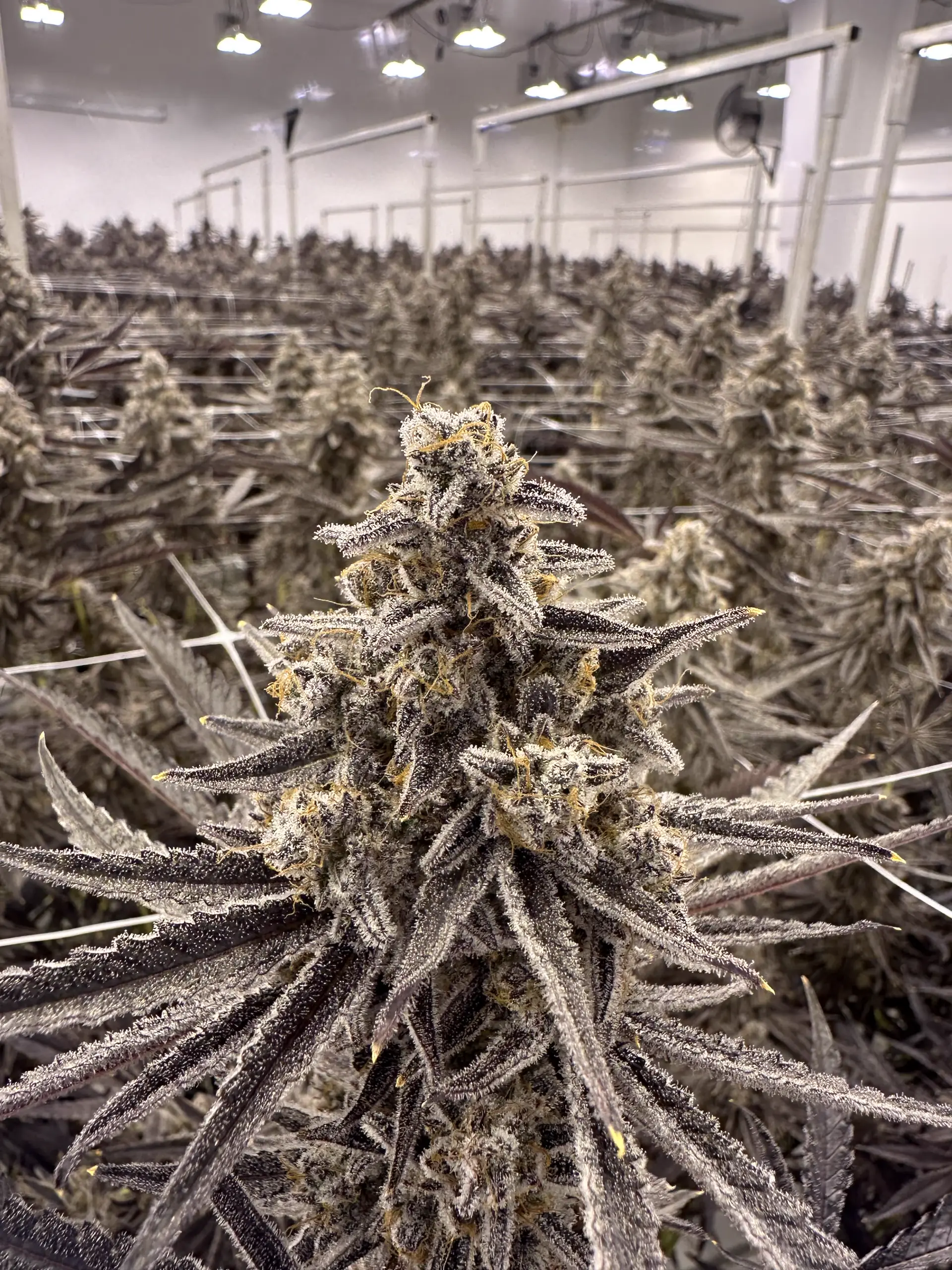 Macro of a single frost-coated Oregon Greens cola in flower with overhead lights blurred behind the canopy