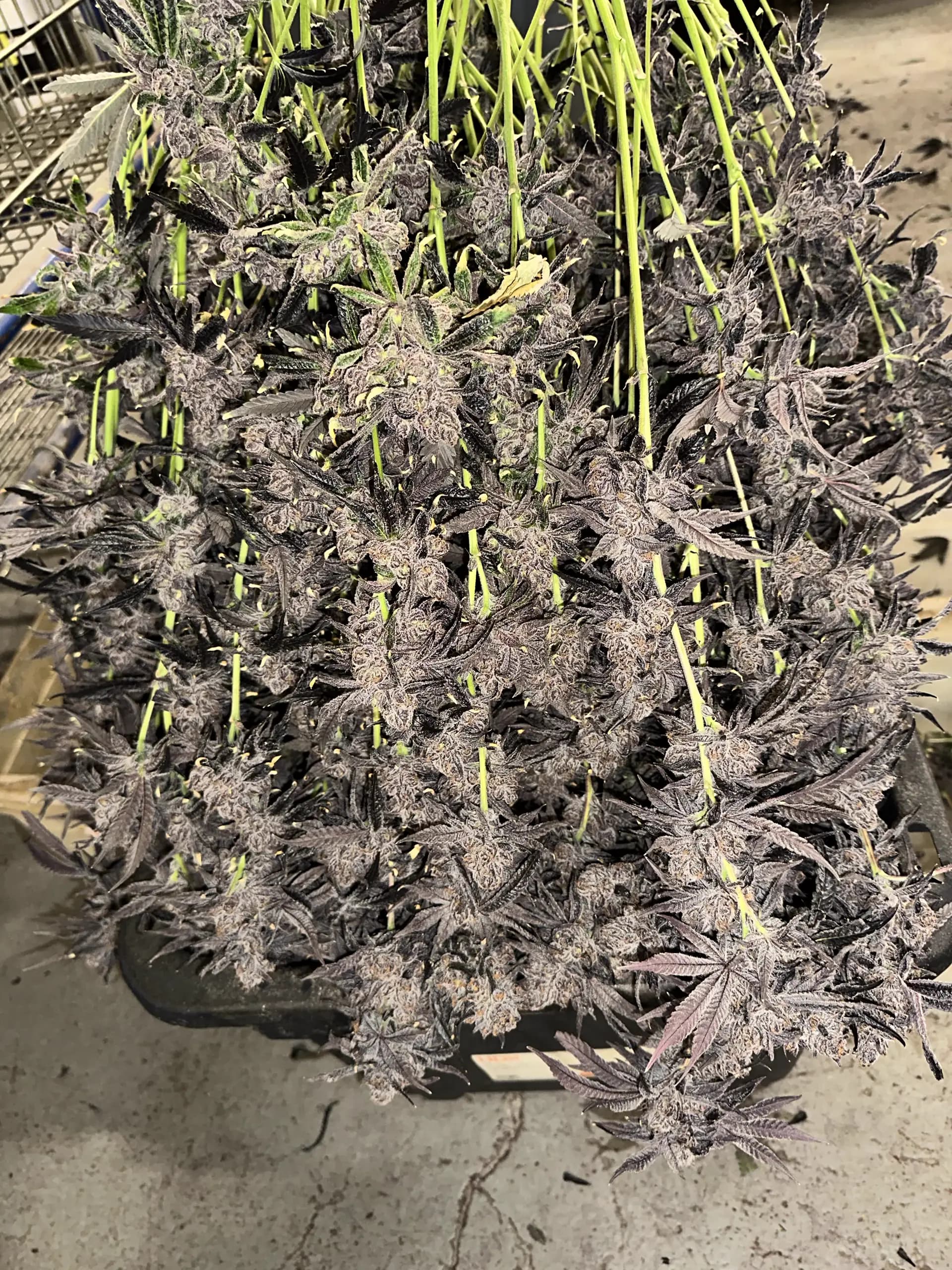 Trays of purple cannabis colas at harvest at Oregon Greens, dense and frost-coated