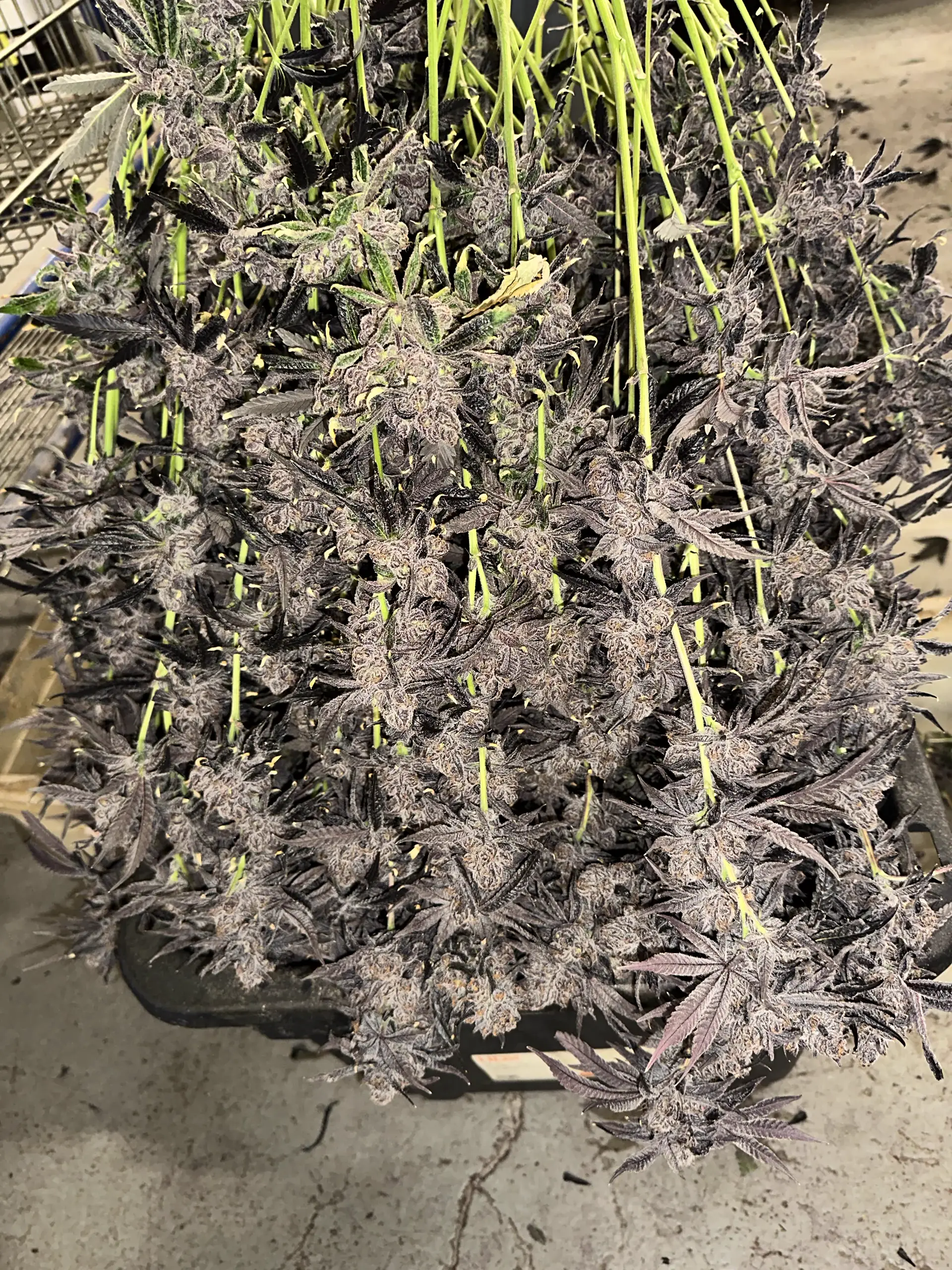 Trays of purple cannabis colas at harvest at Oregon Greens, dense and frost-coated