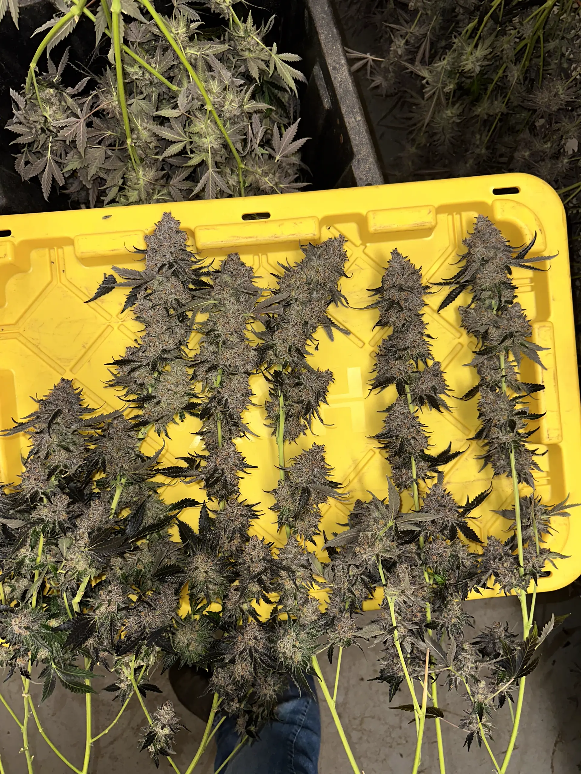 Yellow harvest tray full of trimmed Oregon Greens cannabis colas drying in the cure room