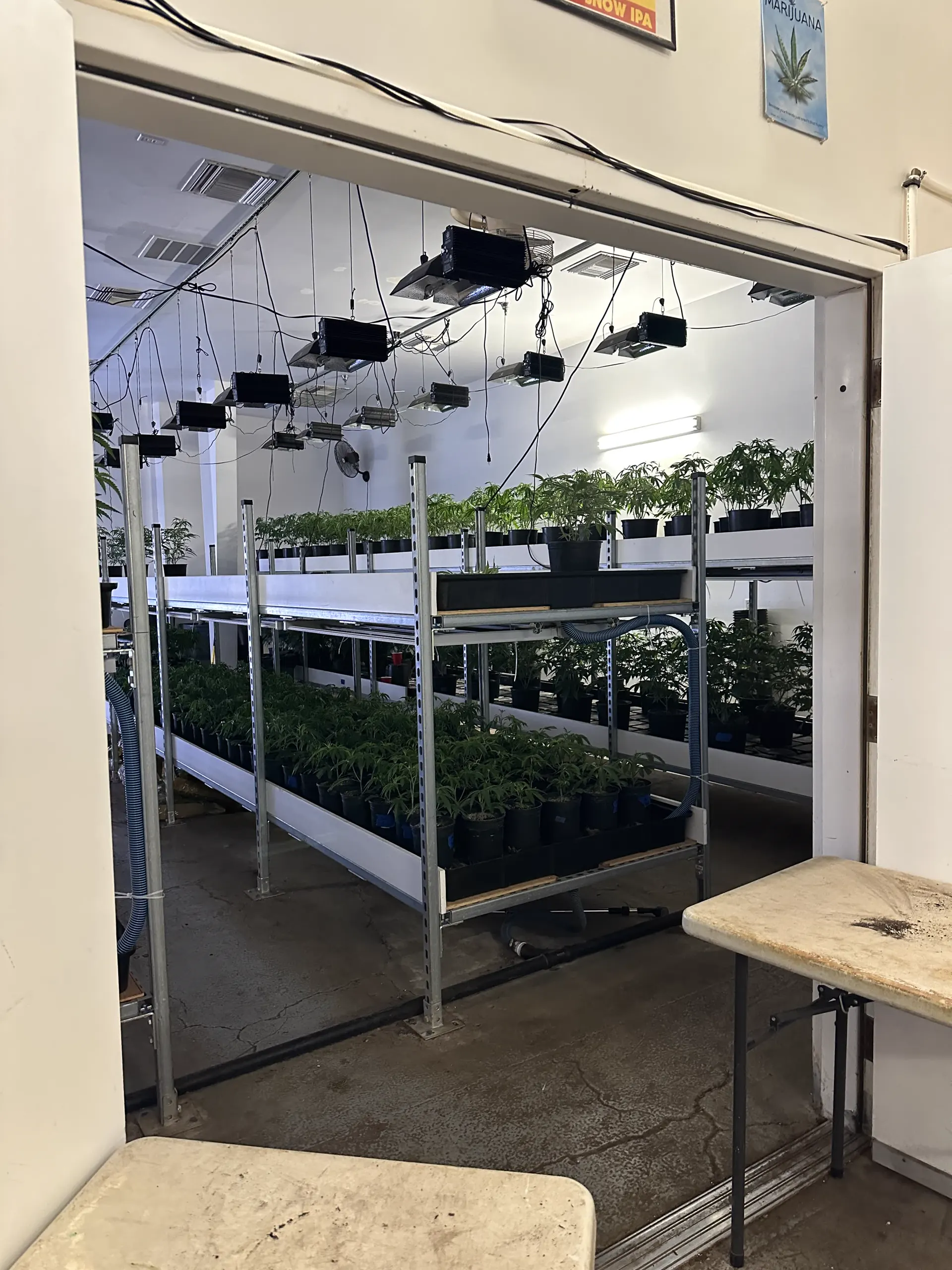 Oregon Greens propagation racks holding rows of young cannabis clones under bright lighting