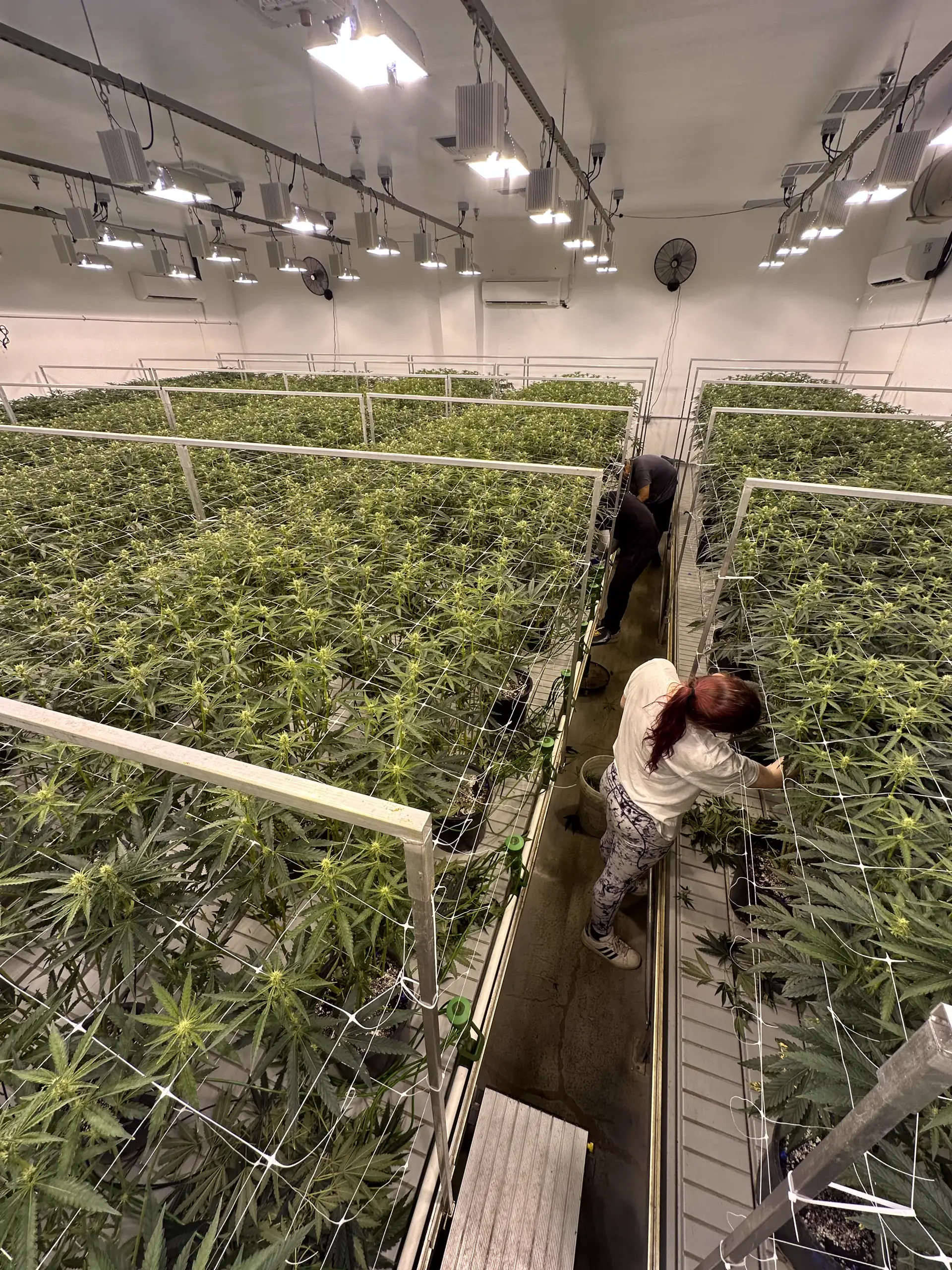 Oregon Greens team member tending plants in a flowering canopy room — part of the all-female garden and trim crew